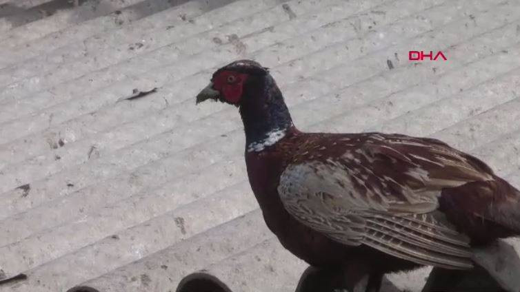 Bu kuşlara ve sürüngenlere zarar verenler yandı! 100 bin lira cezası var - Resim: 12